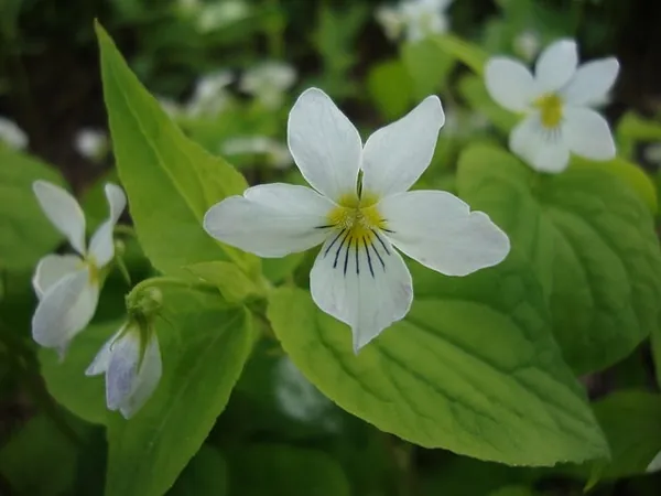 Viola canadensis — floraison