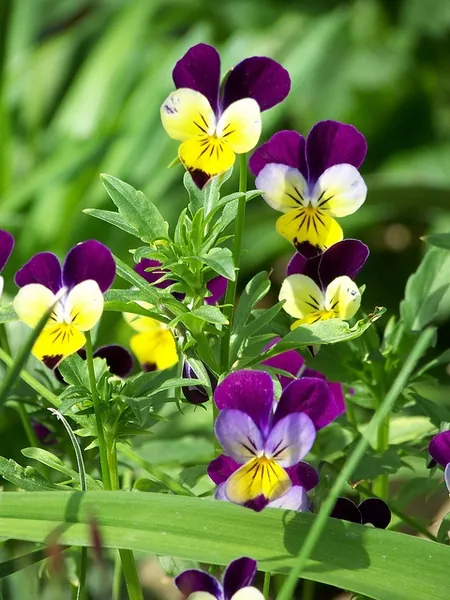 Viola cornuta — floraison
