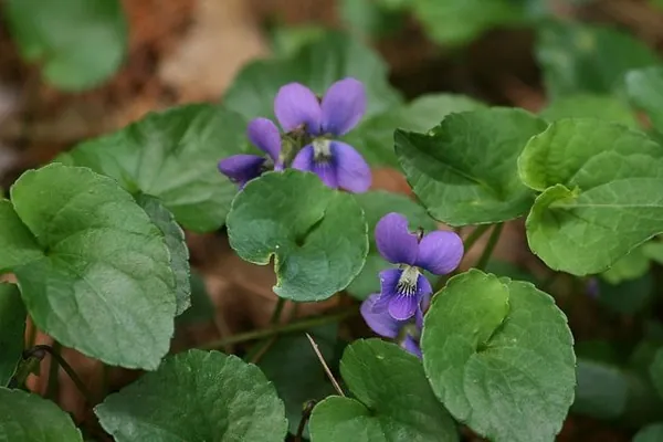 Viola cucullata — floraison