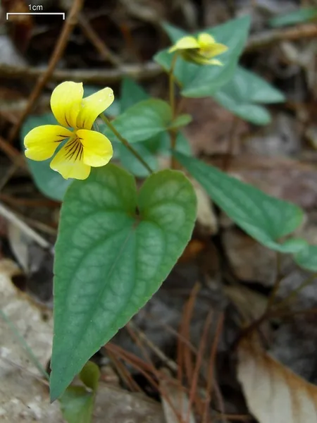 Viola hastata — floraison