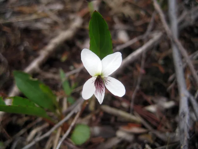 Viola lanceolata — floraison