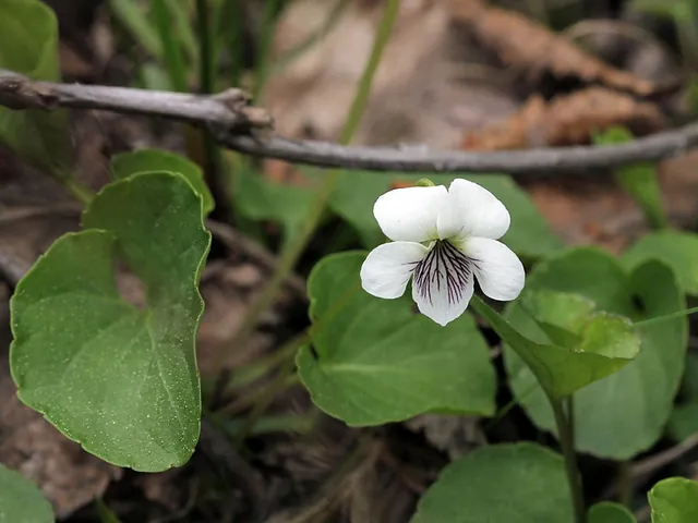 Viola macloskeyi — floraison