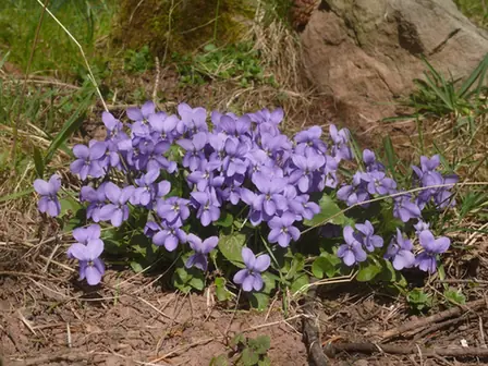 Viola odorata — port de la plante