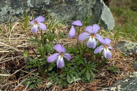 Viola pedata — photographie botanique