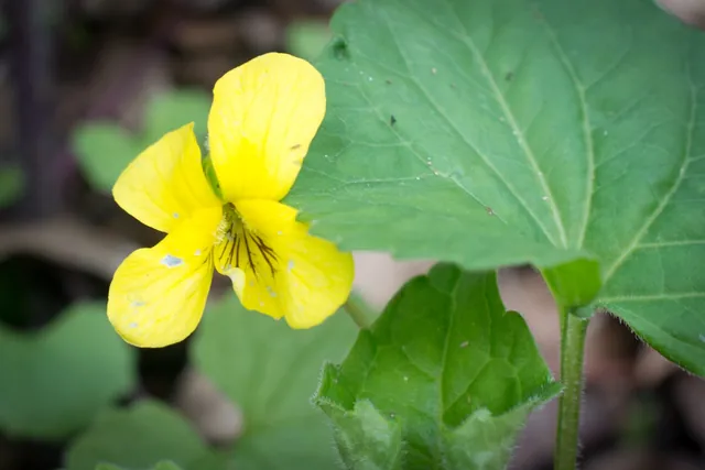 Viola pubescens — floraison