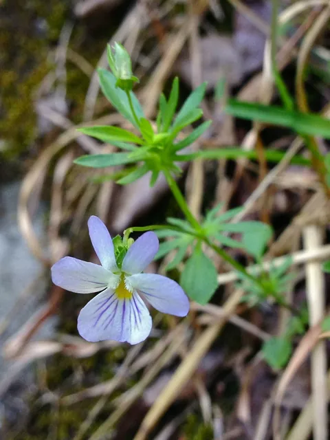 Viola rafinesquei — floraison