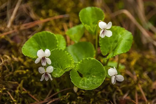 Viola renifolia — floraison