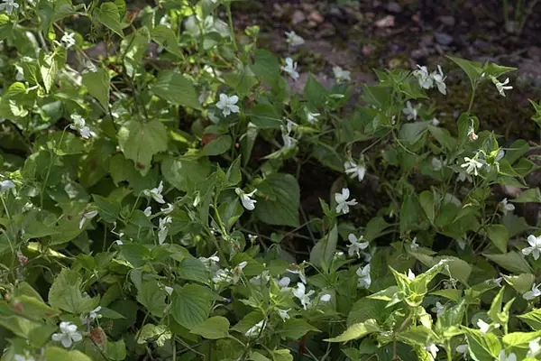 Viola striata — port de la plante