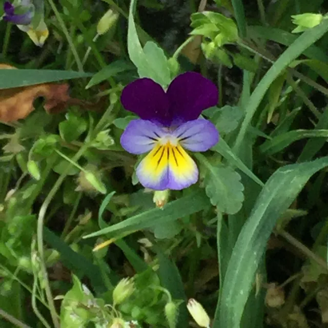 Viola tricolor — floraison