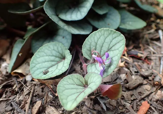Viola walteri — floraison