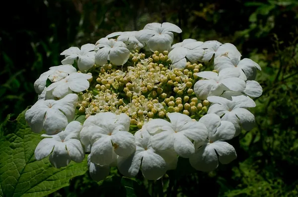 Viorne obier — Viburnum opulus
