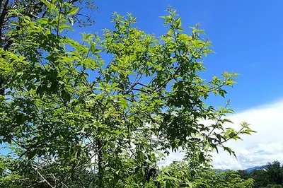 Vitex negundo — port de la plante
