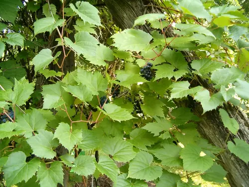 Vitis riparia — port de la plante