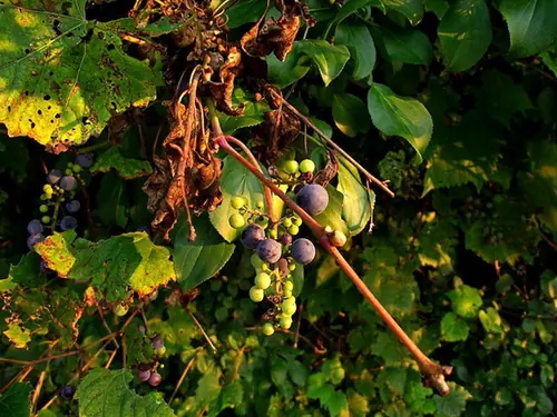 Vitis vulpina — feuillage