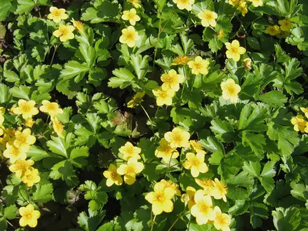 Waldsteinia ternata — floraison