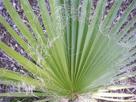 Washingtonia robusta — photographie botanique
