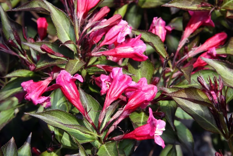 Weigélia — Weigela florida