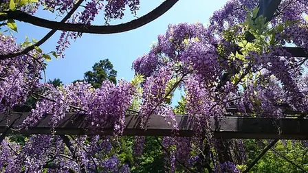 Wisteria floribunda — port de la plante