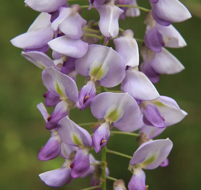 Wisteria frutescens — floraison