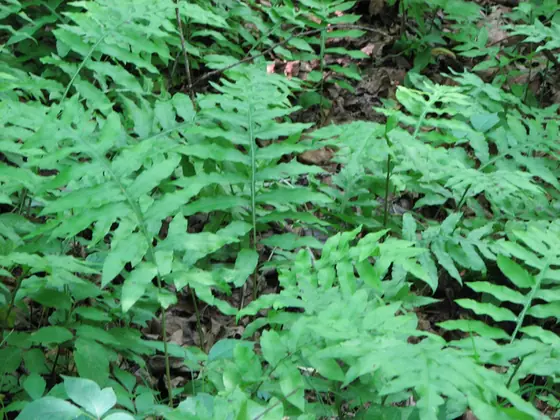 Woodwardia areolata — photographie botanique