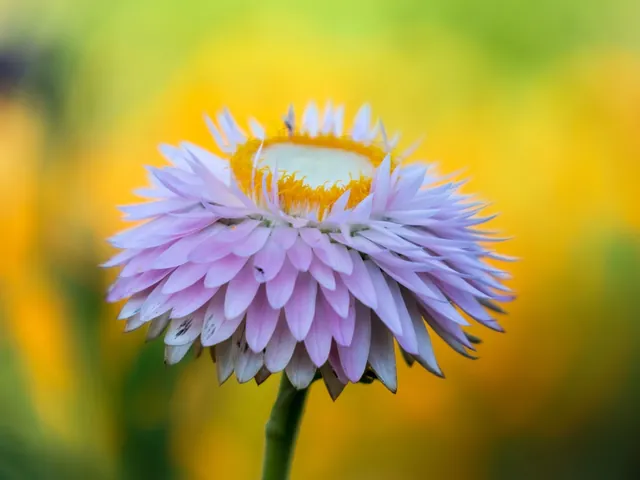 Xerochrysum bracteatum — floraison