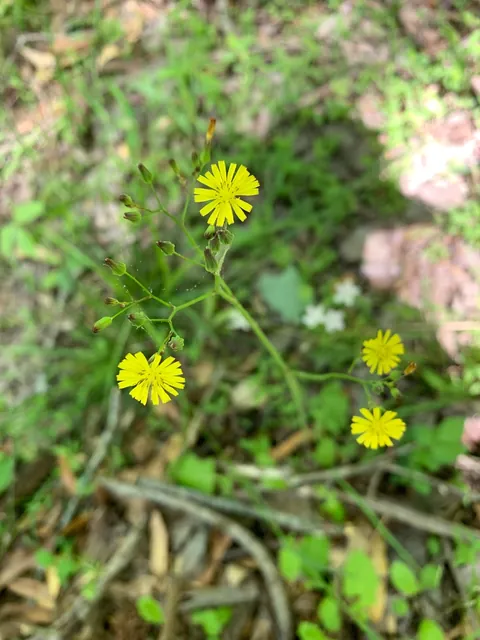 Youngia japonica — floraison