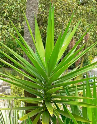 Yucca aloifolia — feuillage