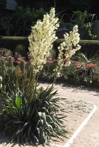 Yucca flaccida — floraison