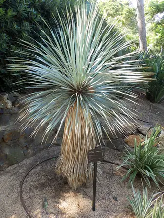 Yucca rostrata — photographie botanique