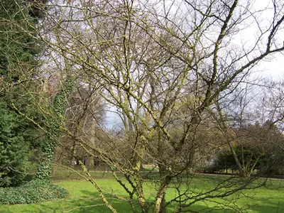 Zanthoxylum simulans — feuillage