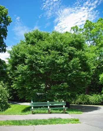 Zelkova schneideriana — port de la plante
