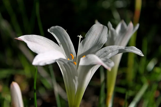 Zephyranthes atamasco — floraison