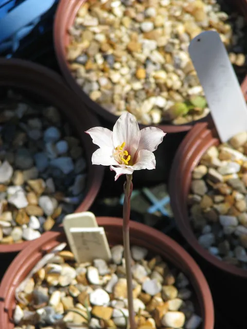 Zephyranthes drummondii — floraison