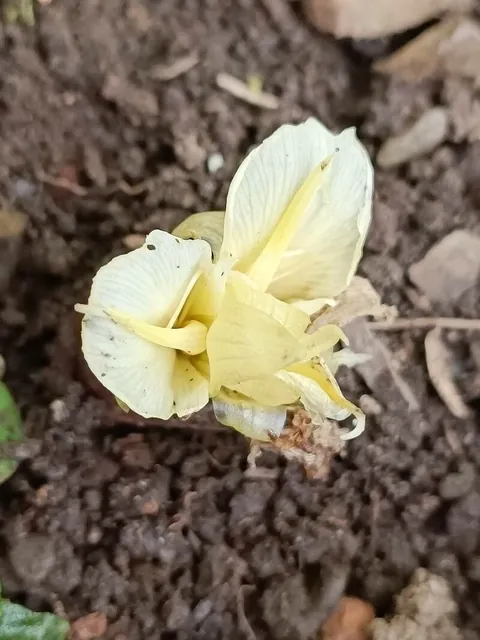 Zingiber mioga — floraison