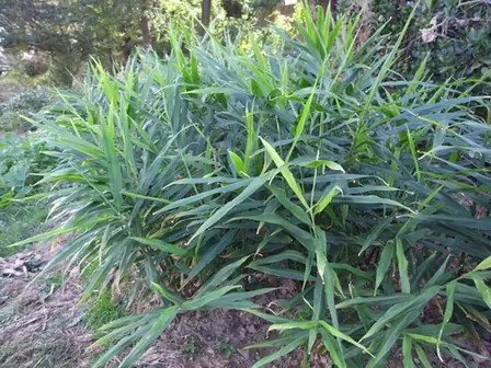 Zingiber officinale — port de la plante