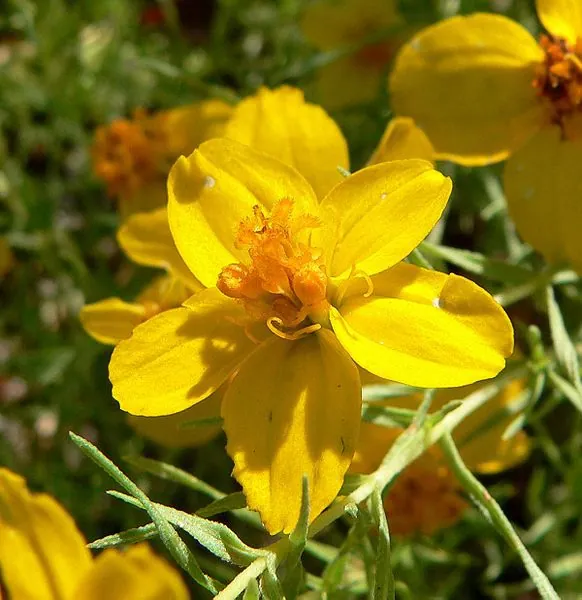 Zinnia grandiflora — floraison