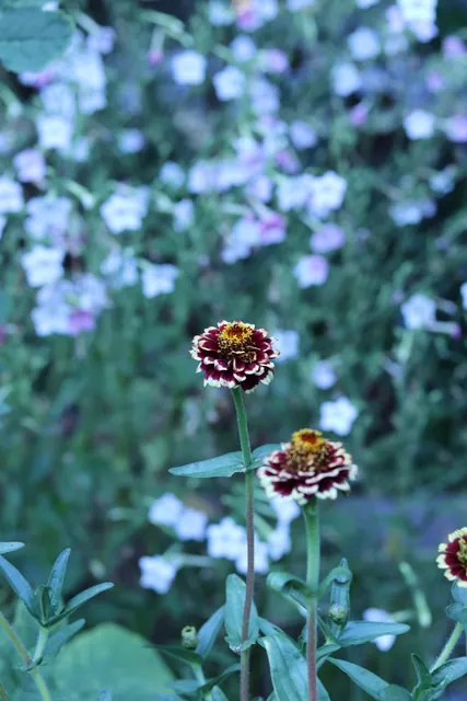 Zinnia haageana — floraison