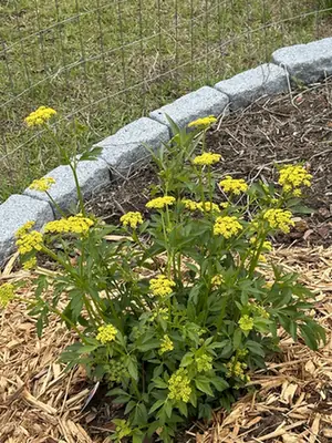 Zizia aurea — port de la plante
