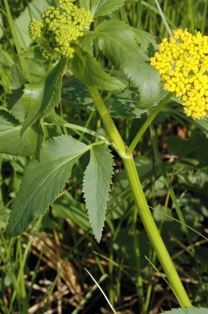 Zizia trifoliata — floraison